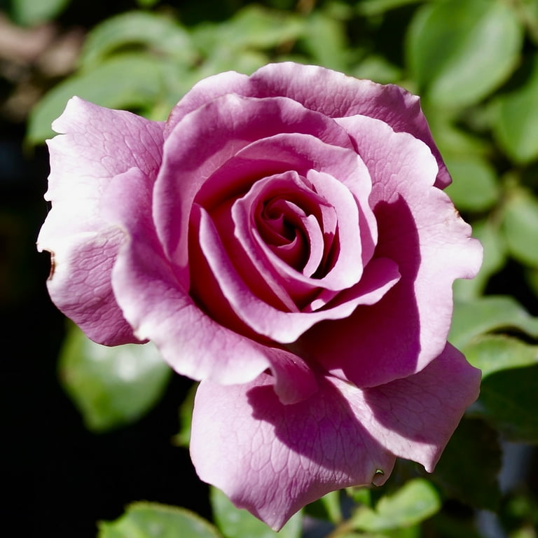 Van Zyverden Roses Angel Face 1 Plant Root Stock Purple Van Zyverden Roses Angel Face 1 Plant Root Stock Purple