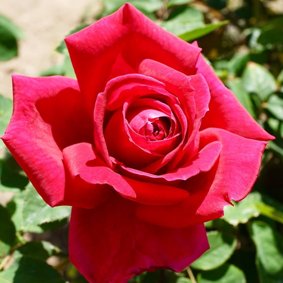 Van Zyverden Roses Chrysler Imperial 1 Plant Root Stock Multicolor Partial Sun Easy to Grow 3 lbs