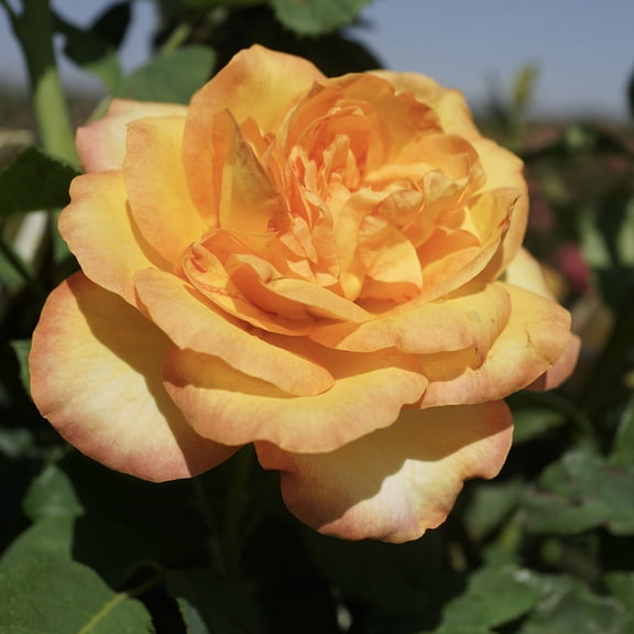 Van Zyverden Roses Gold Metal 1 Plant Root Stock Yellow Partial Sun Fragrant 3 lb