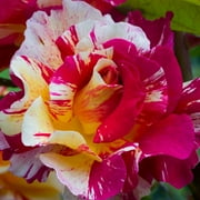 Van Zyverden Roses Maurice Utrillo™ 1 Plant Root Stock Multicolor Partial Sun Fragrant 3 lb