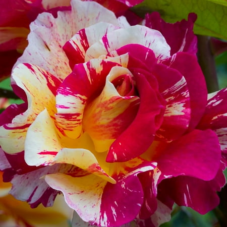 Van Zyverden Roses Maurice Utrillo™ 1 Plant Root Stock Multicolor Partial Sun Fragrant 3 lb