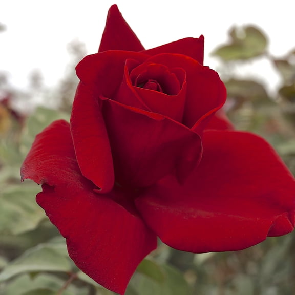 Van Zyverden Roses Mister Lincoln 1 Plant Root Stock Red Partial Sun Perennial Fragrant 3 lbs