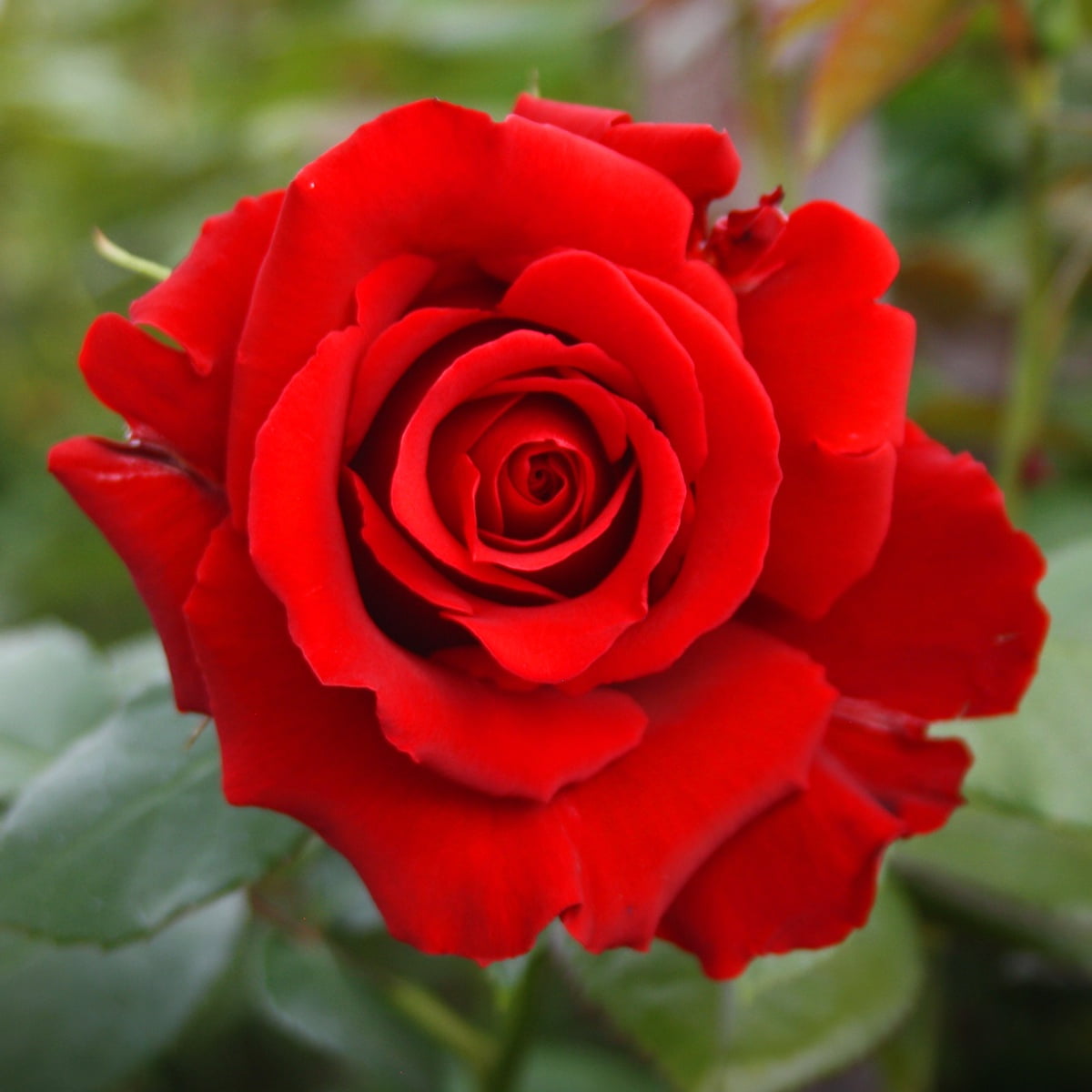 Van Zyverden Roses Mister Lincoln Quantity Landscape Saver Pack 6 Root Stocks Red Partial Sun