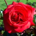 thumbnail image 1 of Van Zyverden Roses Mister Lincoln Set of 3 Plant Roots Red Partial Sun Flowering 9 lbs, 1 of 6
