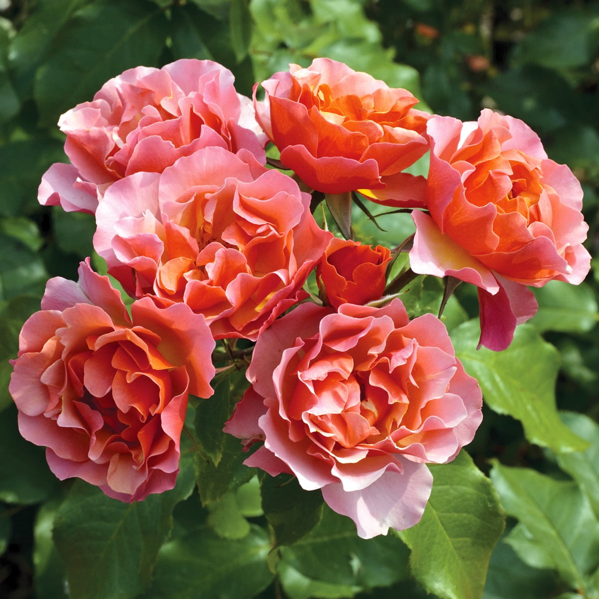 Van Zyverden Roses Tequila Supreme® 1 Plant Root Stock Multicolor