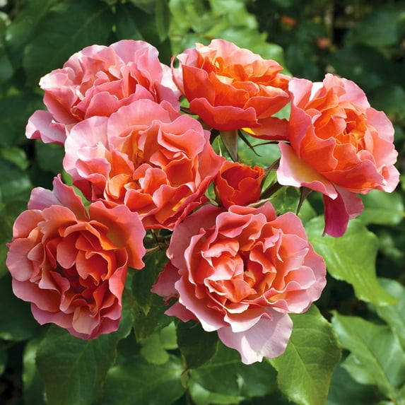 Van Zyverden Roses Tequila Supreme® 1 Plant Root Stock Multicolor Partial Sun Perennial Fragrant 3 lbs