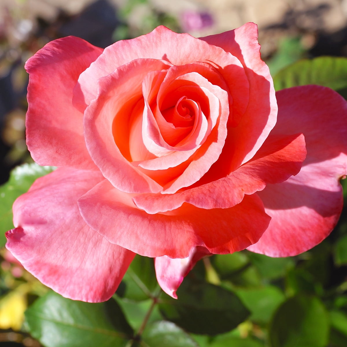 Van Zyverden Roses Touch of Class 1 Plant Root Stock Pink Partial Sun Fragrant 3 lb