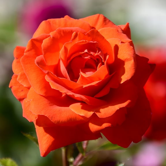 Van Zyverden Roses Tropicana 1 Plant Root Stock Orange Partial Sun Perennial Fragrant 3 lbs