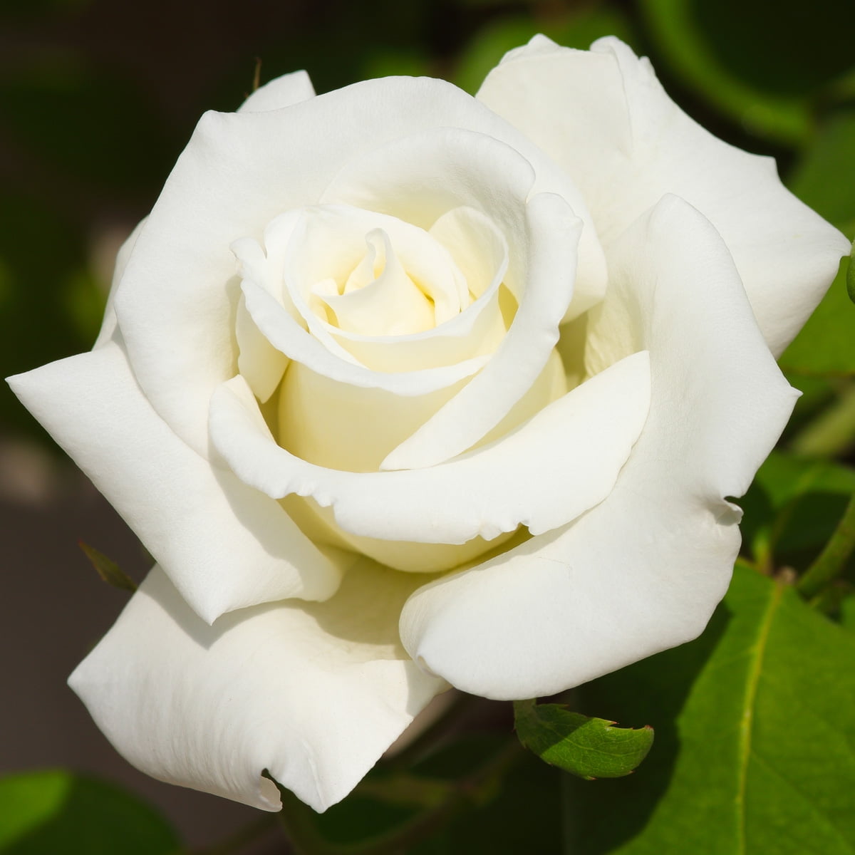 Van Zyverden Roses White Magic 1 Root Stock White Partial Sun Perennial Fragrant 3 lbs
