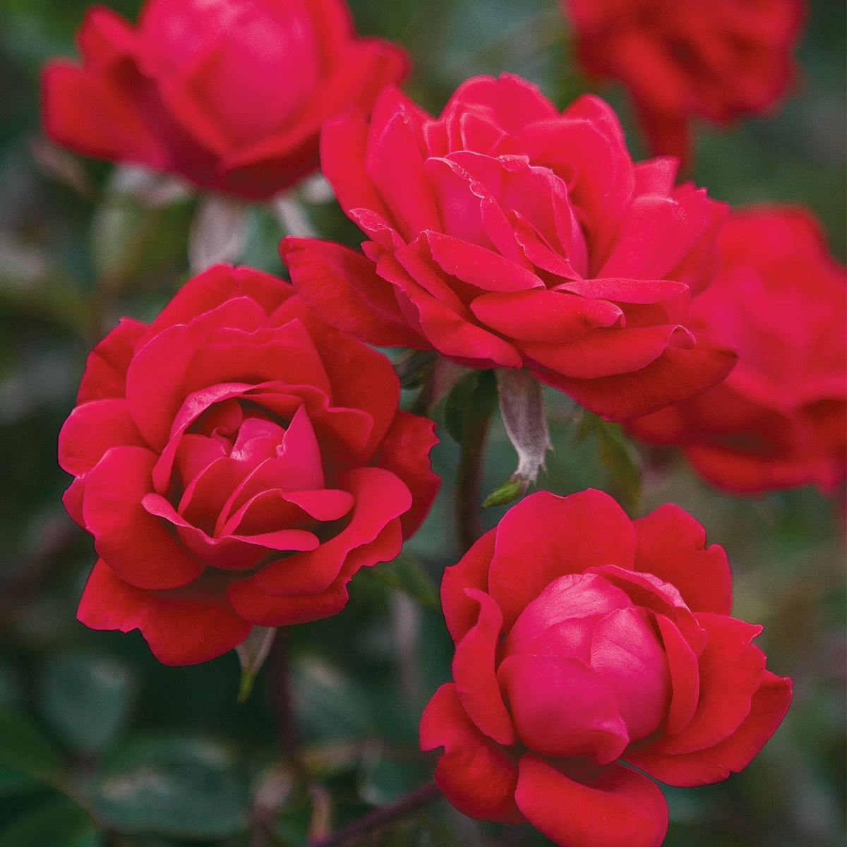 Van Zyverden Roses the KnockOut Double Red 3 Roses Red Partial Sun Perennial Pollinator 9 lbs