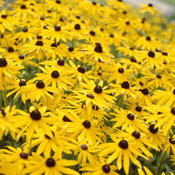 Van Zyverden Rudbeckia Goldstrum Set of 5 Plant Roots Yellow Full Sun Deer Resistant 2 lbs