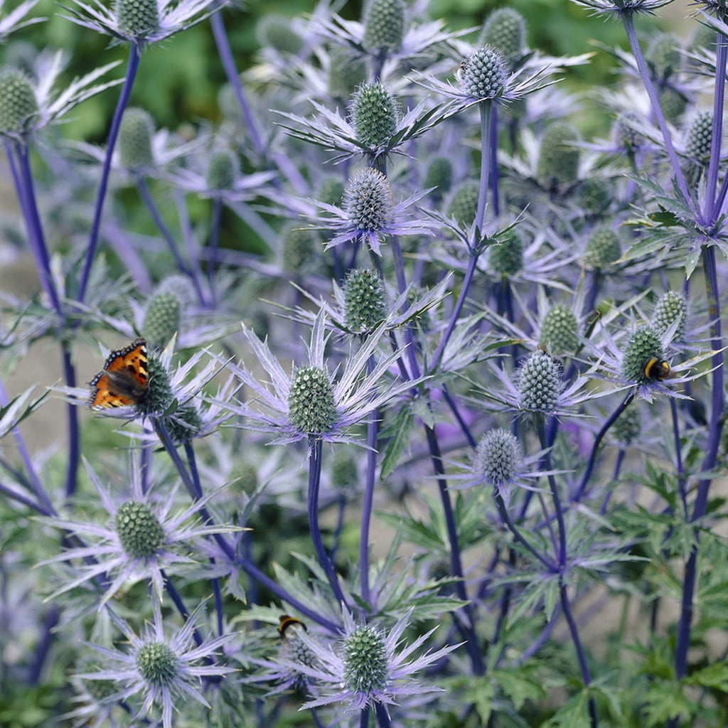 Van Zyverden Sea Holly Water Wise Pollinator 5 Plant Roots Blue Full Sun Perennial Pollinator 1 lb