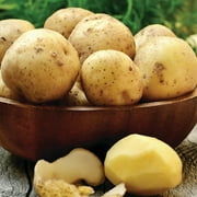 Van Zyverden Seed Potato Yukon Gold Dormant Plant Tuber GMO Free Full Sun; 6+hrs, Yellow