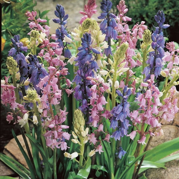 Van Zyverden Spanish Blue Bells Mixed Colors Set of 25 Bulbs Partial Sun Perennial Fragrant 1 lb