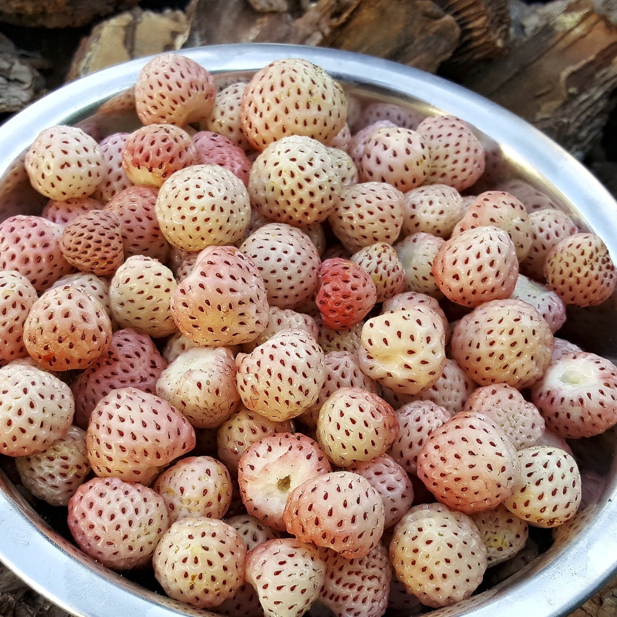 Van Zyverden Speciality Strawberries White Carolina Set of 20 Plant Roots Pink Full Sun