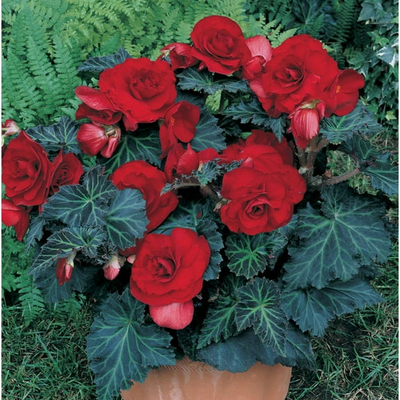 Van Zyverden Specialty Begonias Bronze Leaf Red 5 bulbs Red Partial Shade Deer Resistant 1 lb