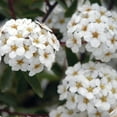 thumbnail image 1 of Van Zyverden Spiraea Snowmound 4" Potted Rocketliners® 1 Plant White Full Sun Deer Resistant 2 lb, 1 of 8
