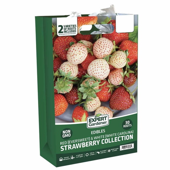 Expert Gardener Strawberry Collection (Set of 30 Bundled Dormant Bare Roots) Full Sun, Multi-Color, Annual