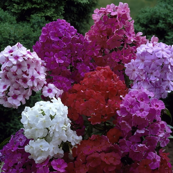 Van Zyverden Tall Phlox Mixed, 3 Plant Roots, Multi-color, Partial Sun, Perennial, Fragrant, 1lb