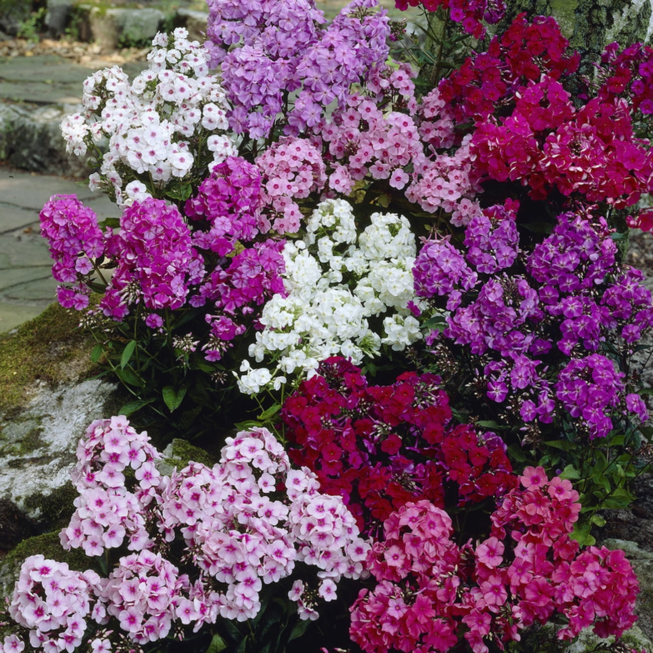 Van Zyverden Tall Phlox Mixed Set of 12 Plant Roots Multicolor Partial Sun Pollinator 3 lbs