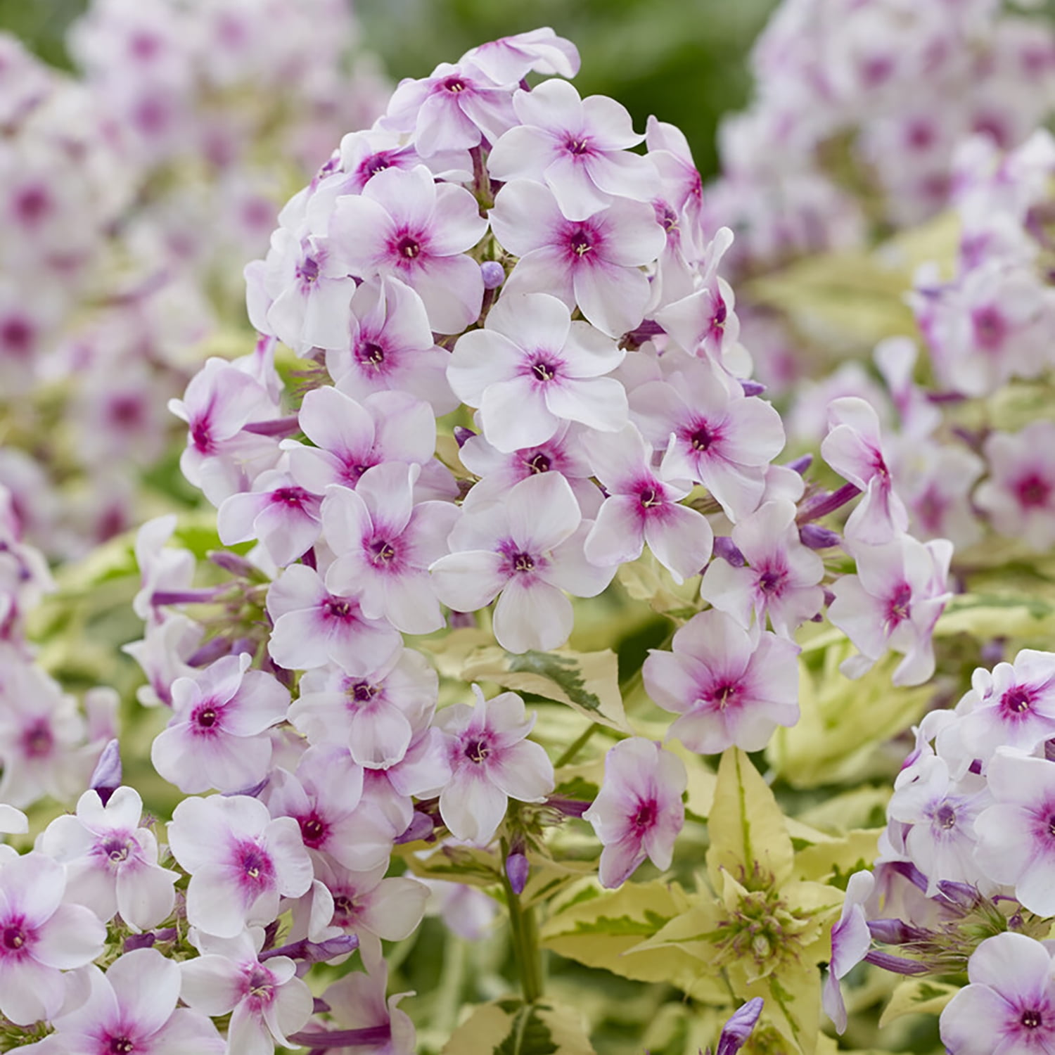 Van Zyverden Tall Phlox Nora Leigh 3 Plant Roots Multicolor Partial Sun Perennial Pollinator 1 lb