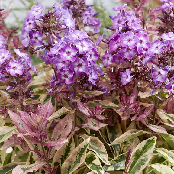 Van Zyverden Tall Phlox Olympus 3 Plant Roots Multicolor Partial Sun Perennial Pollinator 1 lb