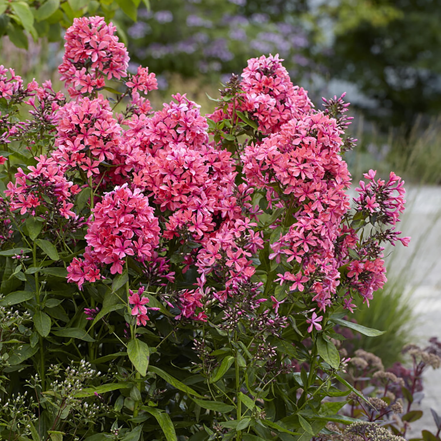 Van Zyverden Tall Phlox Paniculata Cleopatra Set of 9 Plant Roots