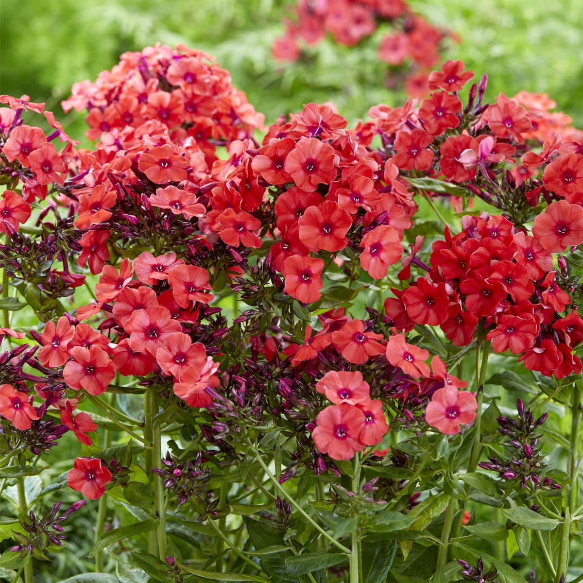Van Zyverden Tall Phlox Paniculata Orange Perfection Set of 5