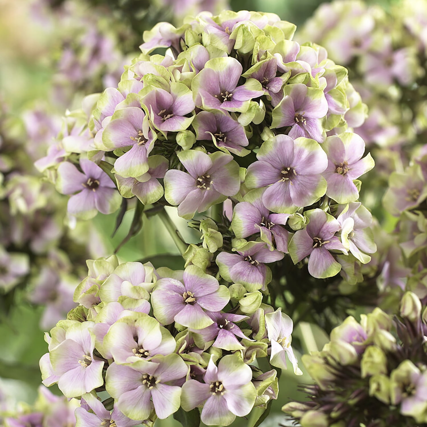 Van Zyverden Tall Phlox Paniculata Starburst Set of 5 Plant Roots Multicolor Partial Sun Perennial Pollinator 1 lb