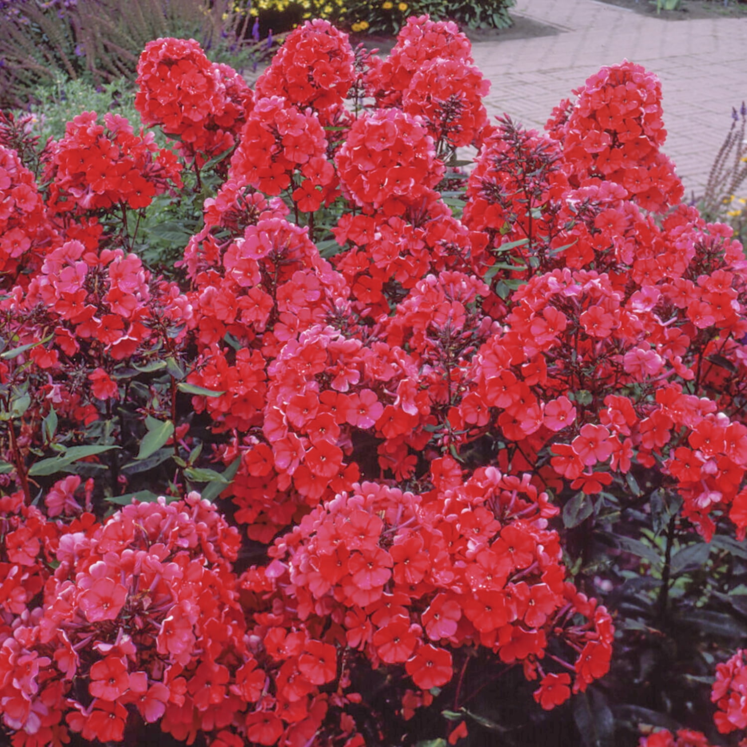 Van Zyverden Tall Phlox Paniculata Starfire Set of 5 Plant Roots Red ...