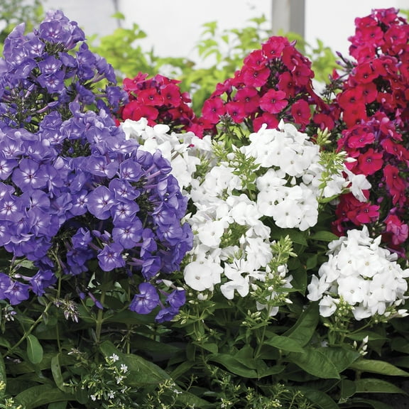 Van Zyverden Tall Phlox Patriotic Festival Blend Set of 5 Plant Roots Multicolor Partial Sun
