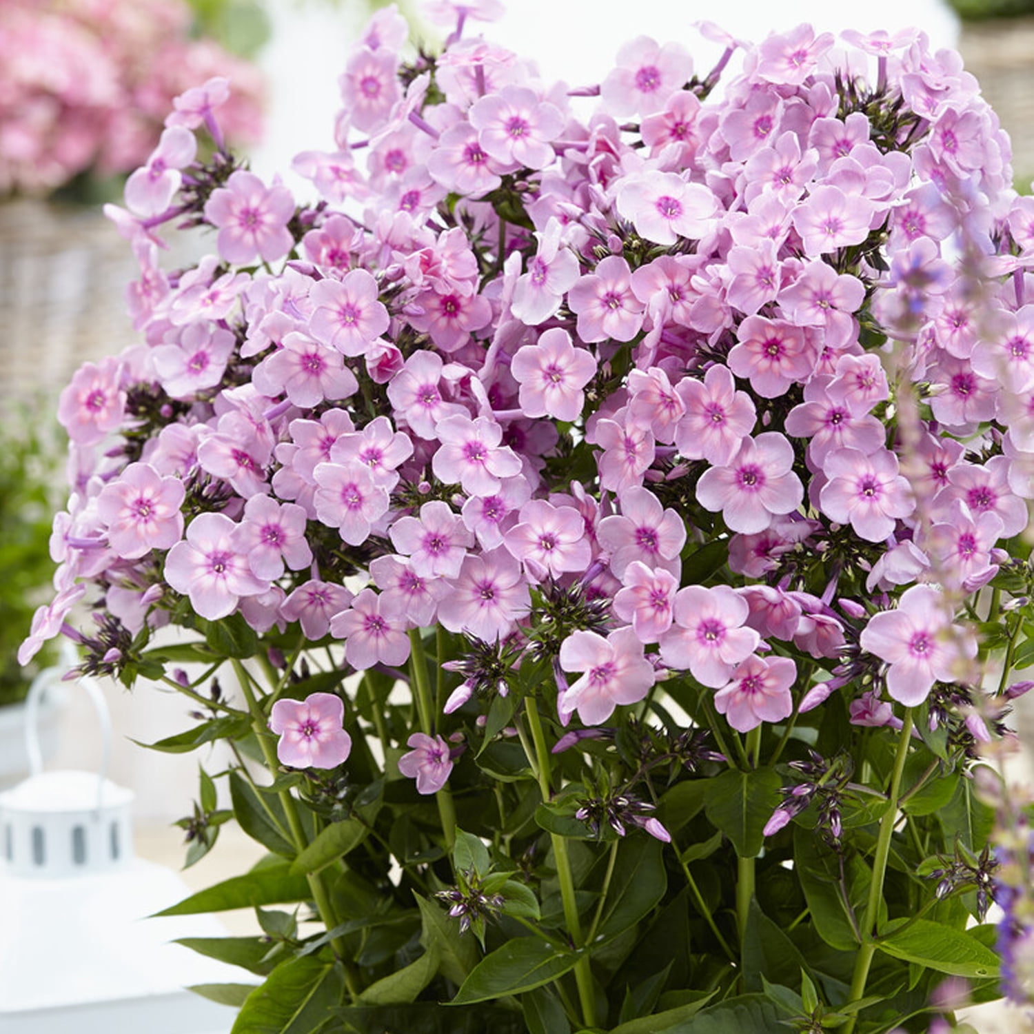 Van Zyverden Tall Phlox Rainbow Dancer Set of 3 Plant Roots Pink Partial Sun Pollinator 1 lb