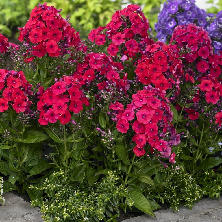 Flower Arrive In Style in Horseheads NY - Zeigler Florists, Inc.