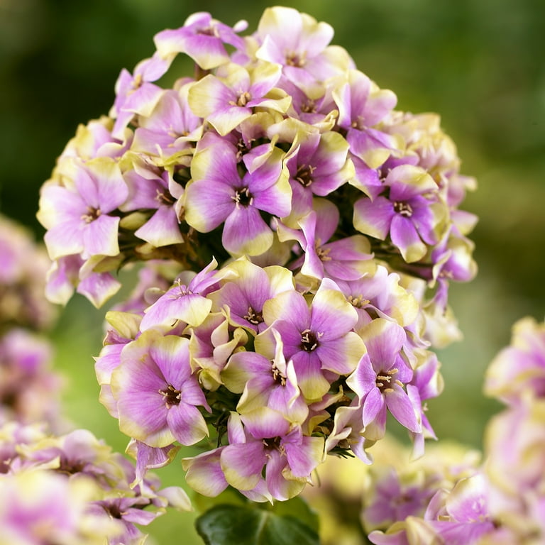 Van Zyverden Tall Phlox Sherbet Blend 5 Roots Multicolor