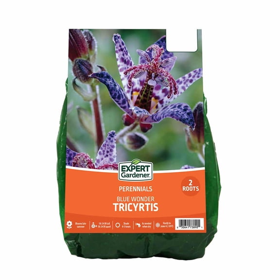 Expert Gardener Tricyrtis Blue Wonder (Set of 2 Dormant Bare Roots) Full Shade, Blue, Perennial