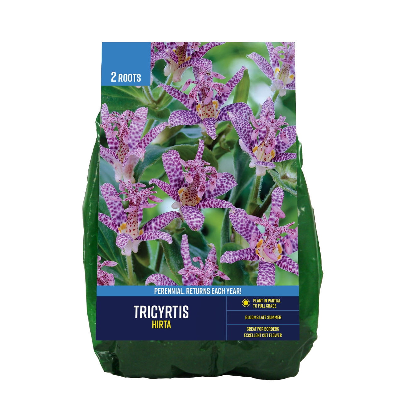 Van Zyverden Tricyrtis Hirta (Set of 2 Dormant Bare Roots