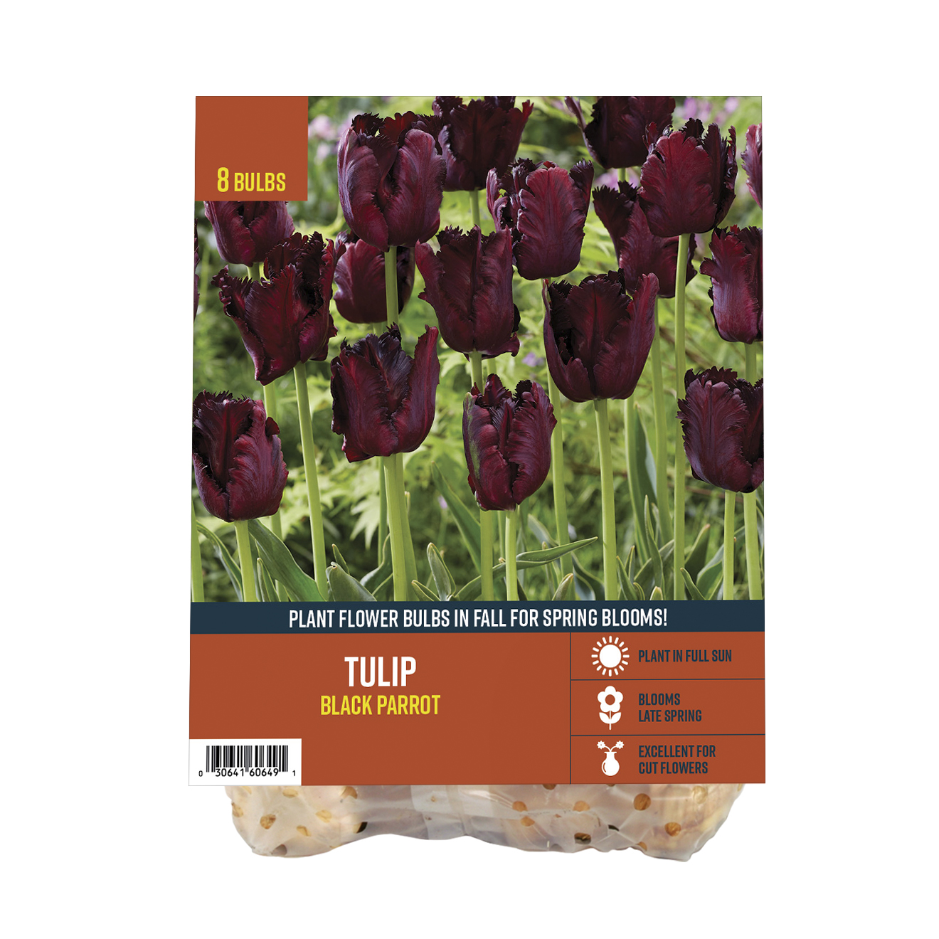 Van Zyverden's Tulip Black Parrot (Set of 8 Dormant Bulbs) Full Sun ...