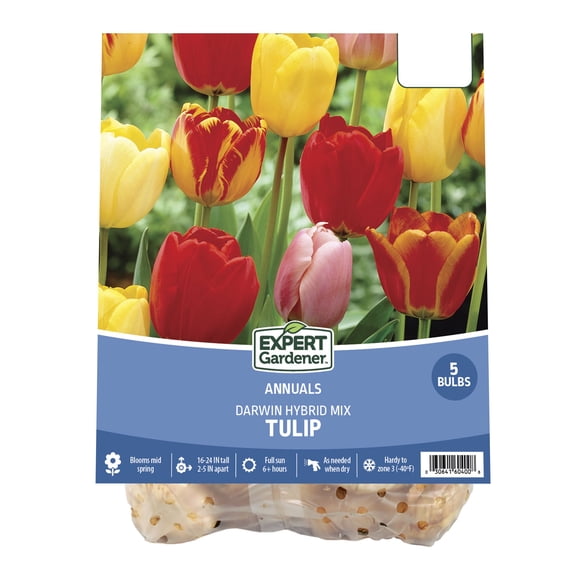 Expert Gardener Tulip Darwin Hybrid Mix Plant Bulbs (5 Dormant Bulbs)