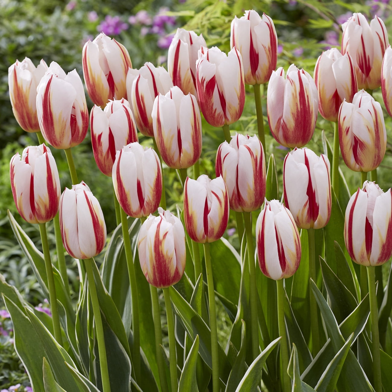 Van Zyverden Tulip Happy Generation Dormant Flower Bulbs, Full Sun