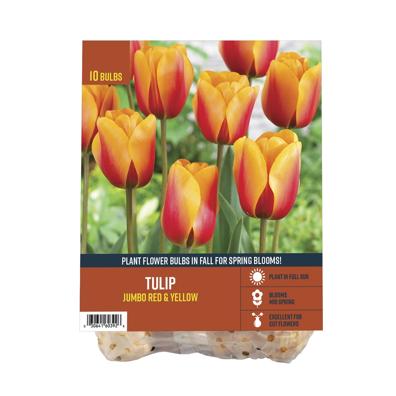Van Zyverden's Tulip Jumbo Red/Yellow (Set of 10 Dormant Bulbs