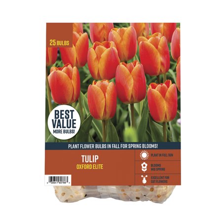 Van Zyverden's Tulip Oxford Elite (Set of 25 Dormant Bulbs) Full Sun, Multicolor, Annual
