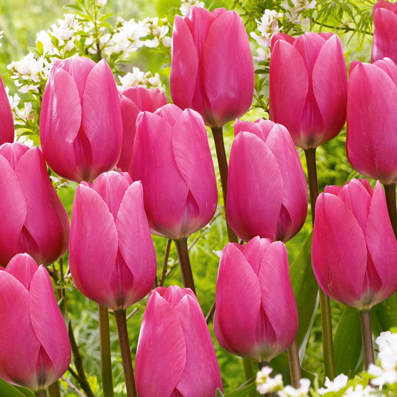 Van Zyverden Tulip Pink, Darwin Hybrid Jumbo, Dormant Flower Bulbs, Full  Sun, Pink, Annual