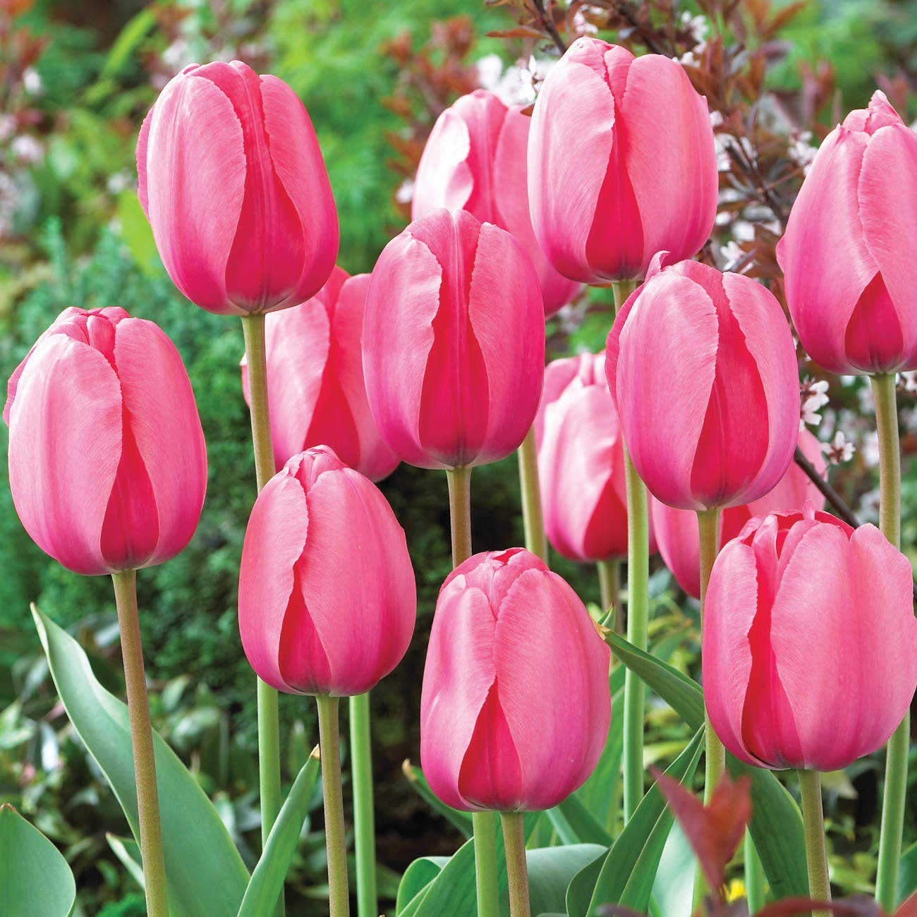 20 ers Parrot Spectrum Tulip Bulbs Tulipa Parrot
