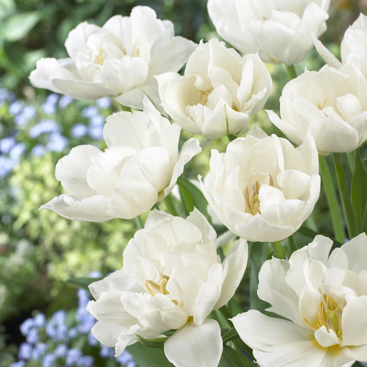 Van Zyverden Tulip Popcorn Set of 25 Bulbs White Part Sun