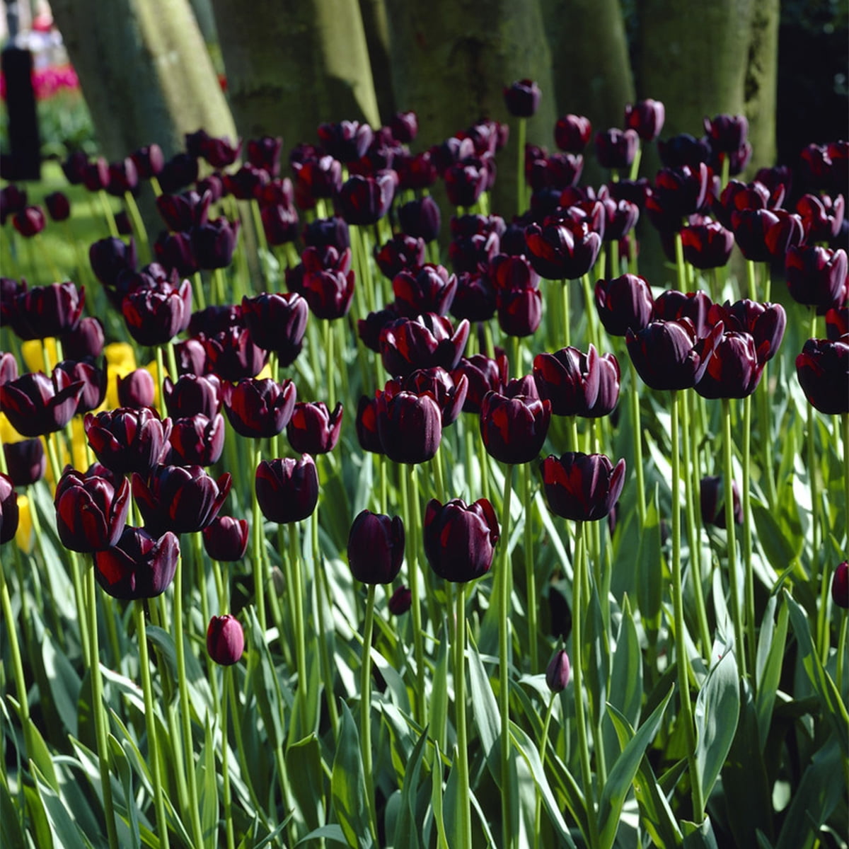 Van Zyverden Tulip Queen of Night Set of 25 Bulbs Black Part Sun