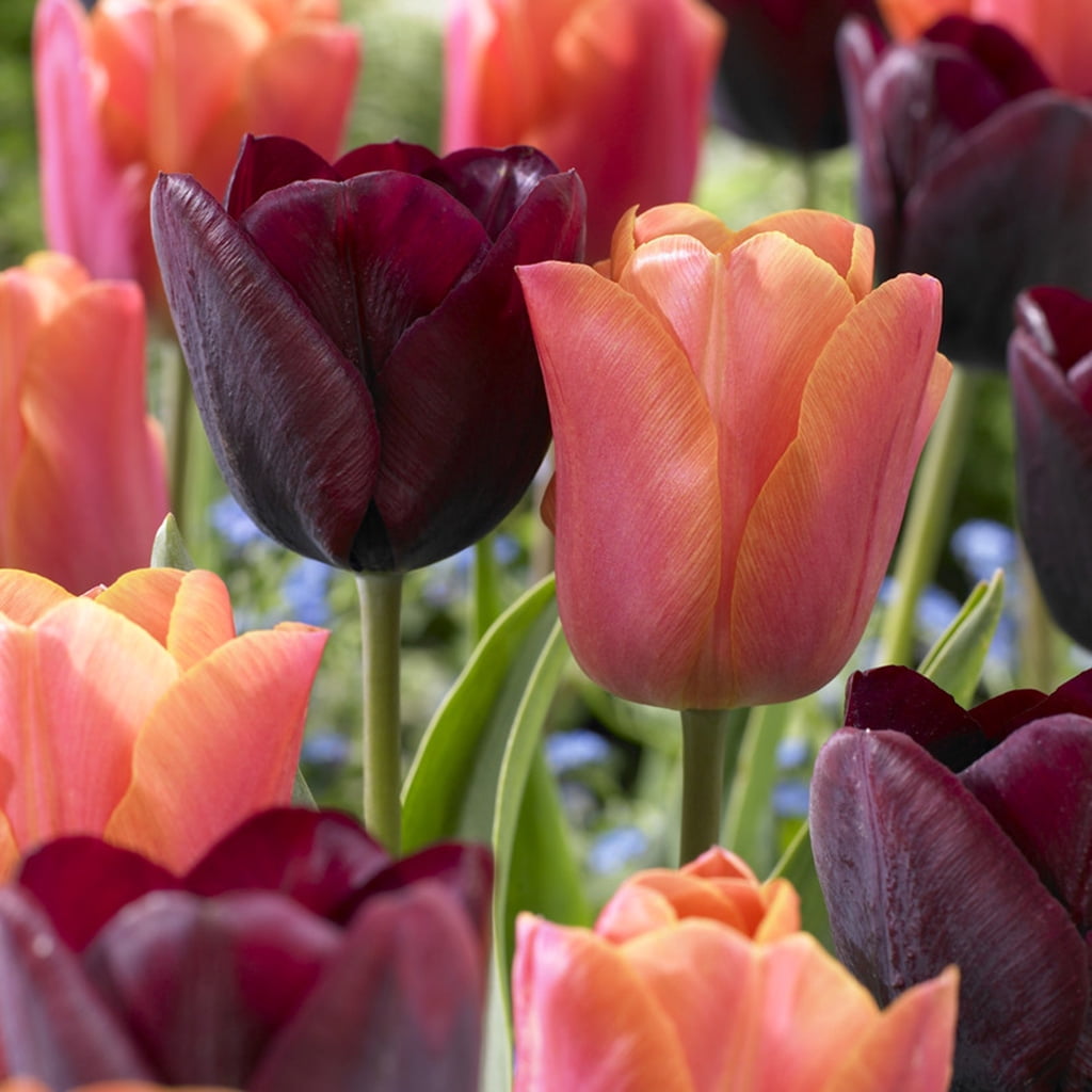 Van Zyverden Tulip Ronaldo Blend Set of 15 Bulbs Multi-Color Part Sun