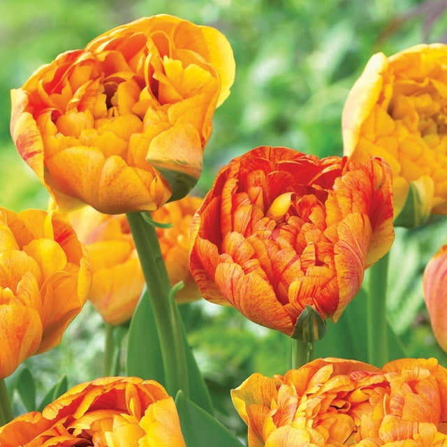 Van Zyverden Tulip Sun Lover Dormant Flower Bulbs, Full Sun, Orange