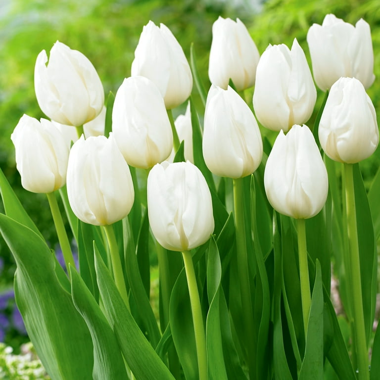 Heirloom Tulips, Old Fashioned Tulips, Perennial Tulips