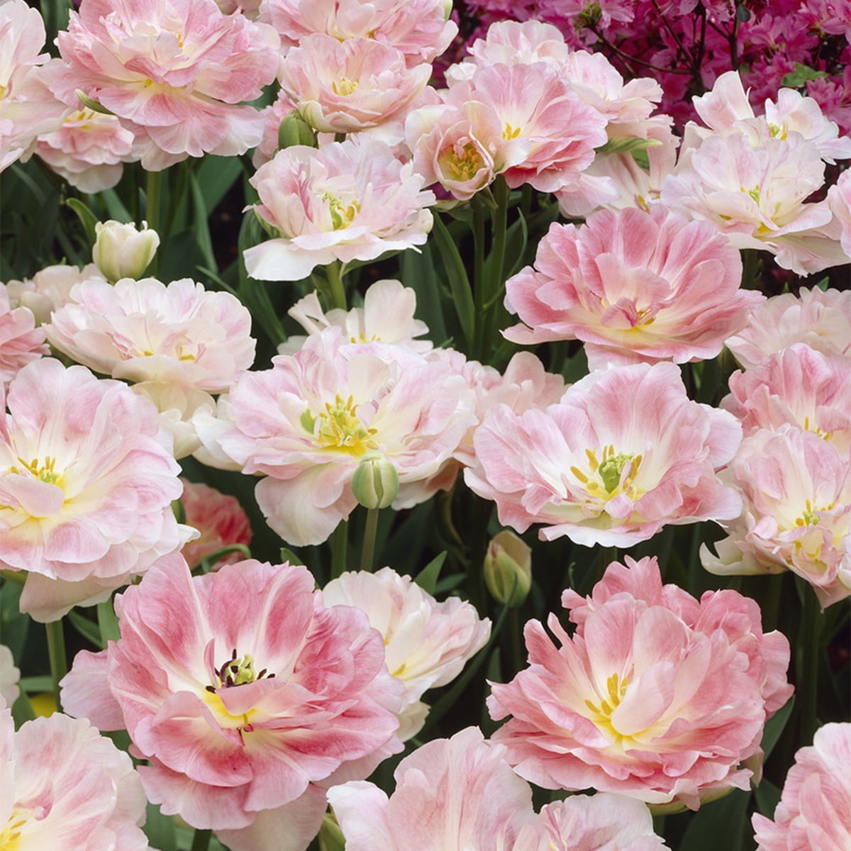 Van Zyverden Tulips Angelique Set of 25 Bulbs Pink Part Sun