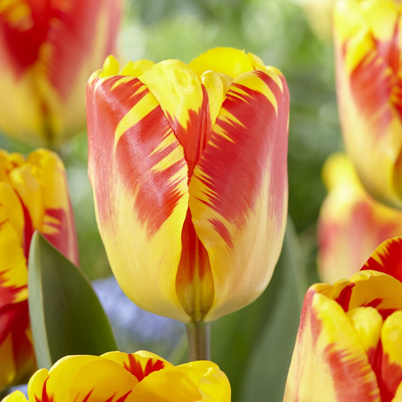 Van Zyverden Tulips Banja Luka Set of 12 Bulbs, Multicolor, Partial Sun, Perennial